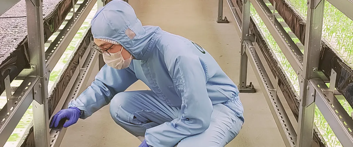 식물공장 현장에서 생육 상태를 확인하는 작업자