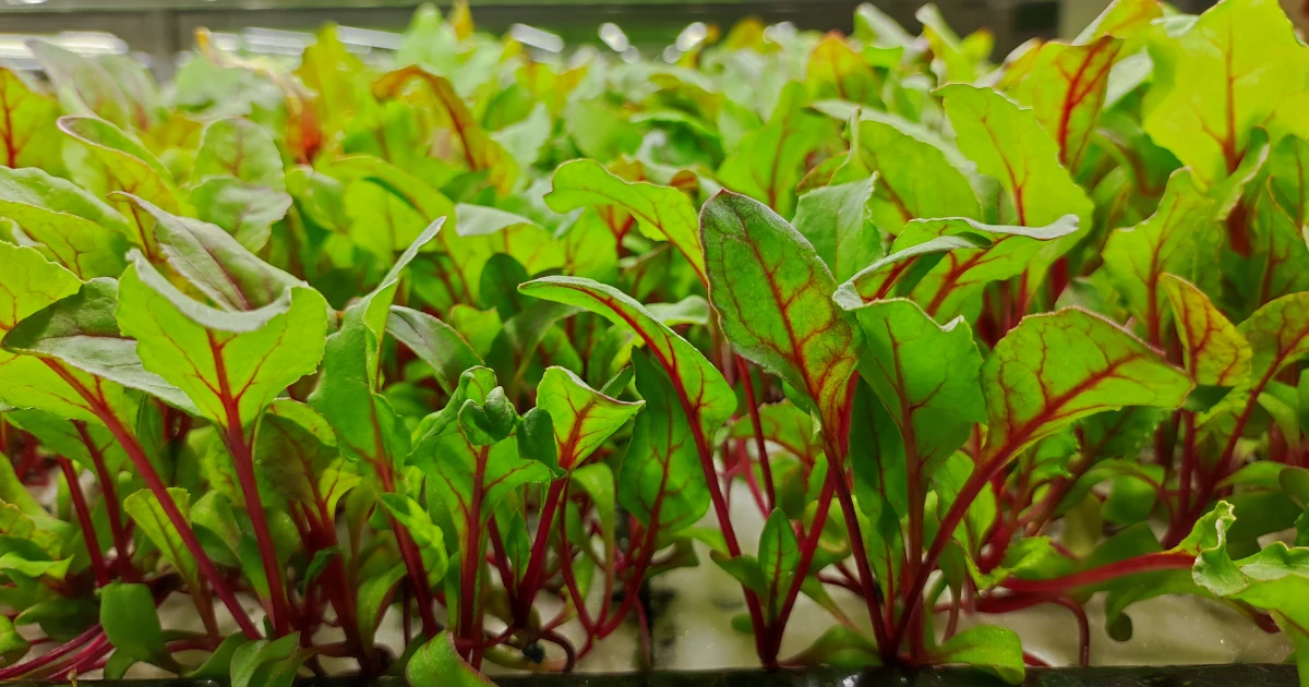 発芽後の育苗 — スイスチャードの苗