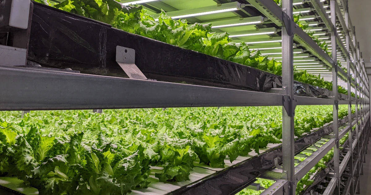 LED照明下の多段棚レタス栽培