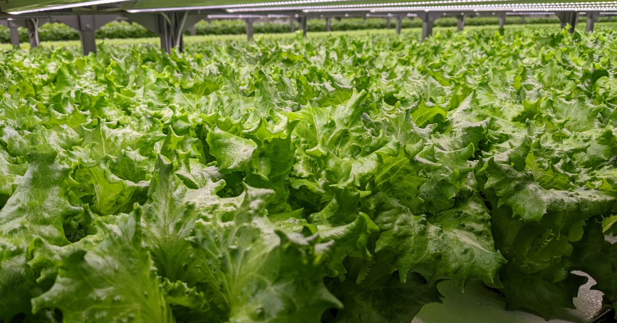LED照明下のレタス栽培エリア