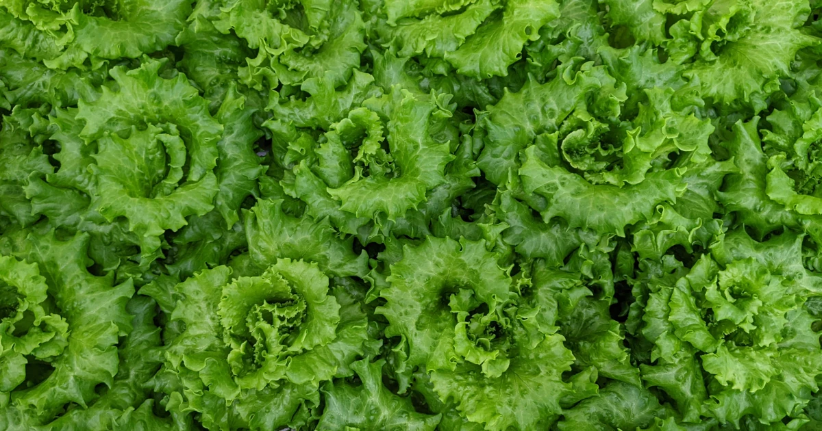 植物工場で栽培されたレタスの上面 — 整然と並ぶ葉物野菜