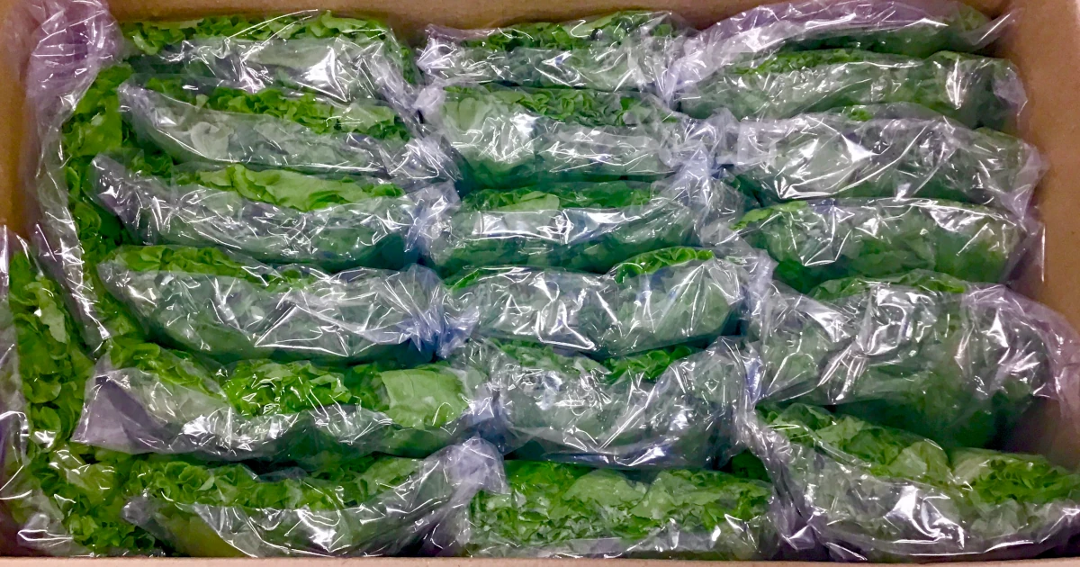 袋詰めされたレタスが段ボール箱に整列 — 出荷準備完了の状態