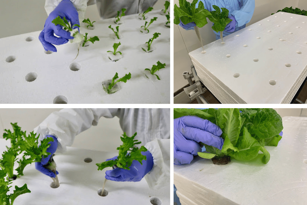 苗をスポンジに差し込む定植工程