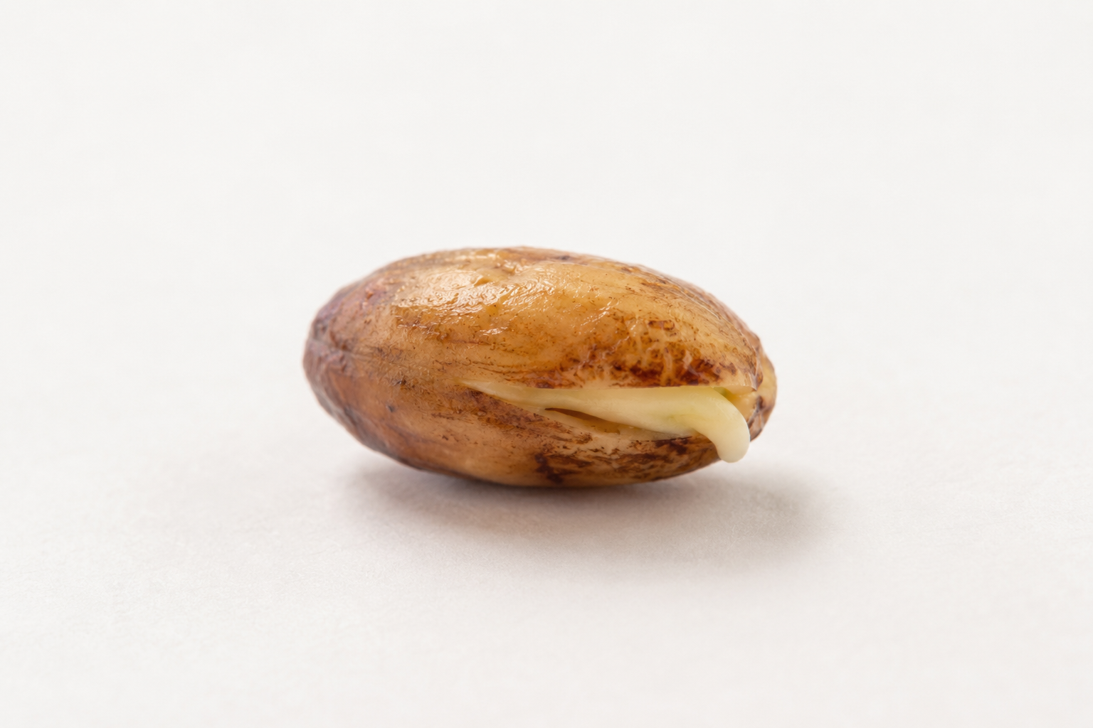 吸水して膨らんだ発芽直前の種1粒