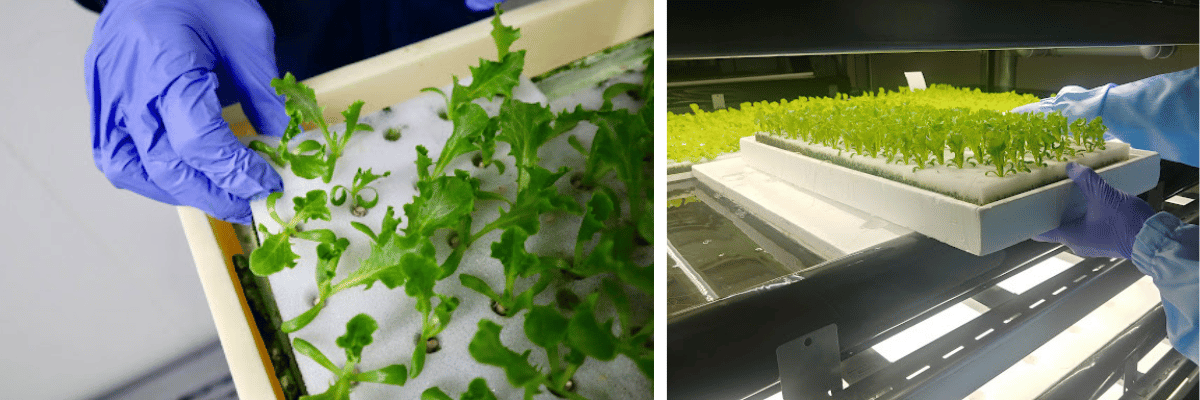 苗の移植と棚入れ作業