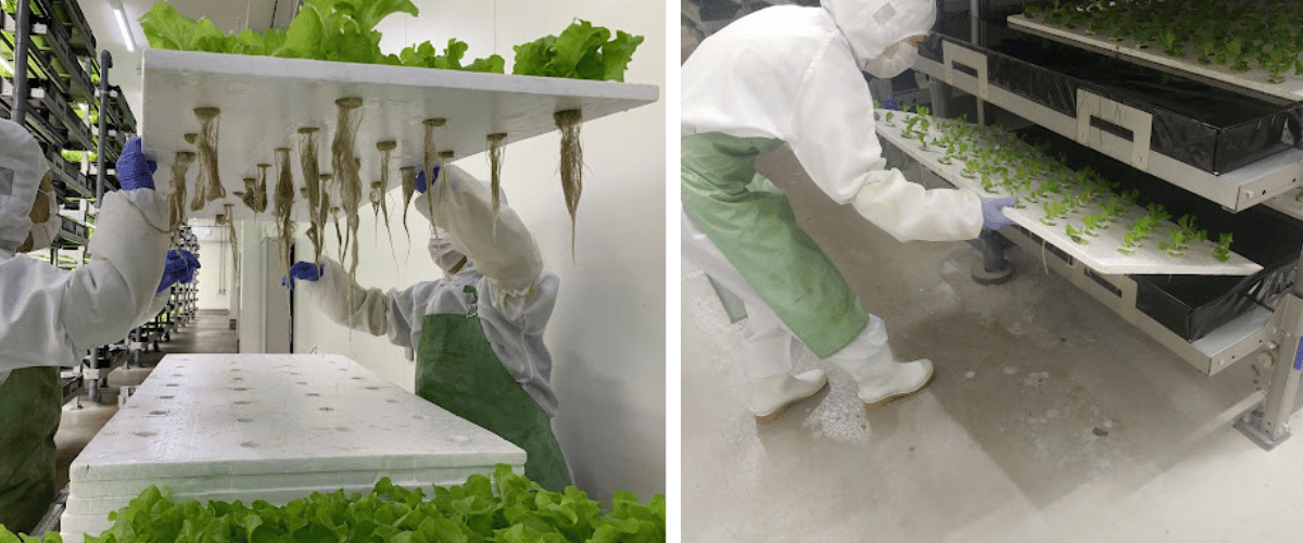 移植時の根の確認と苗の移し替え